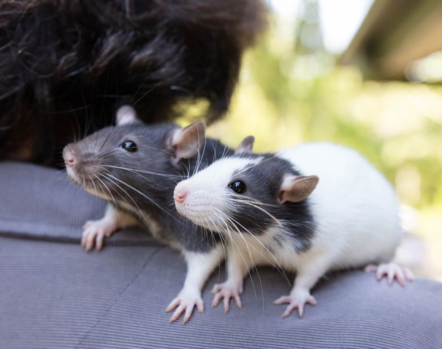 Sobolani dumbo de companie