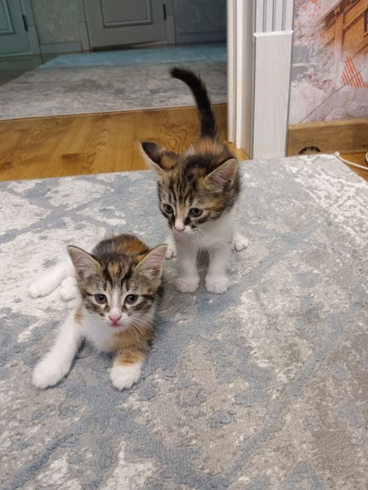 Котята даром 1.5 месяца