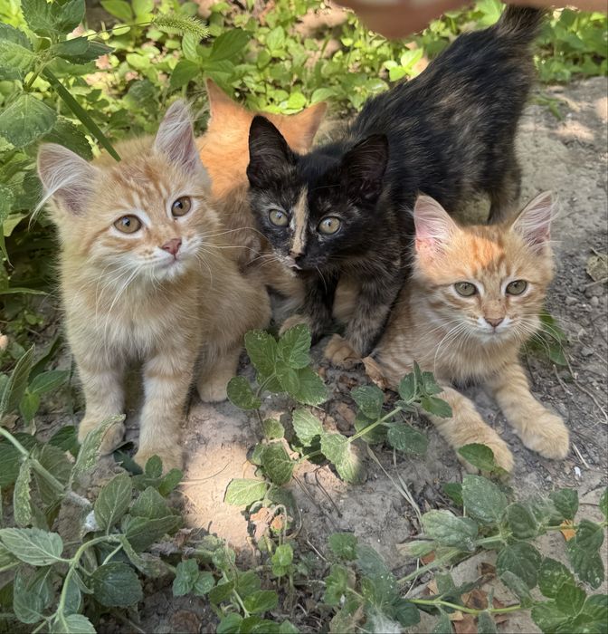 Котята в добрые руки