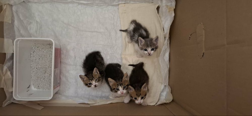 Подарявам котенца