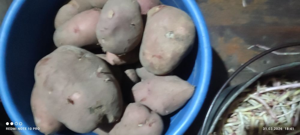 Картофель домашний