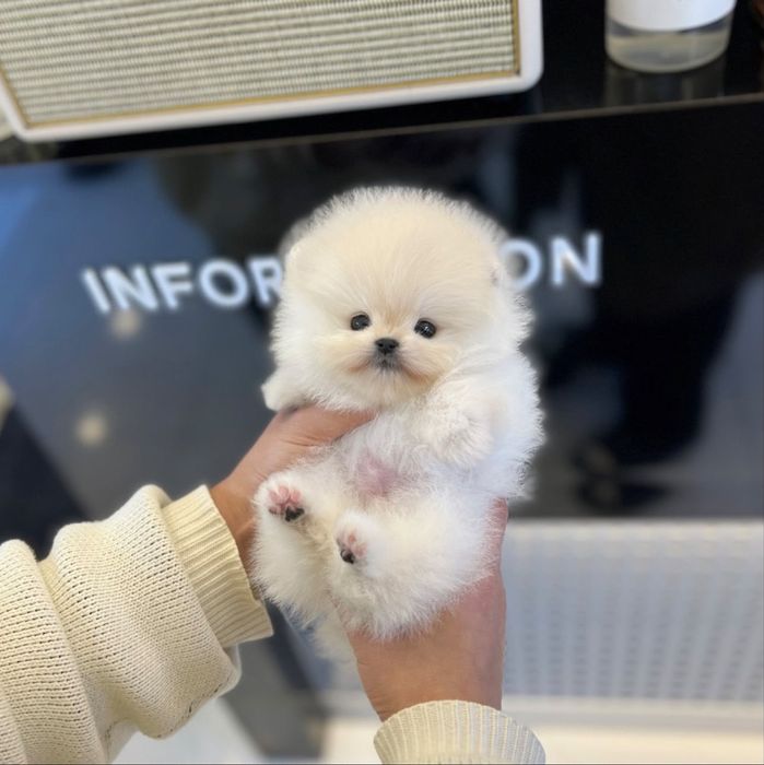 Pomeranian mini disponibil