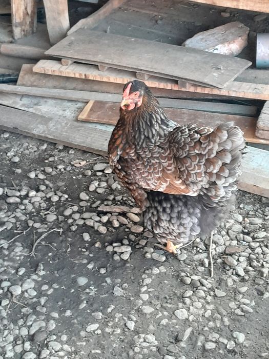 Oua pt incubat.5 lei/buc