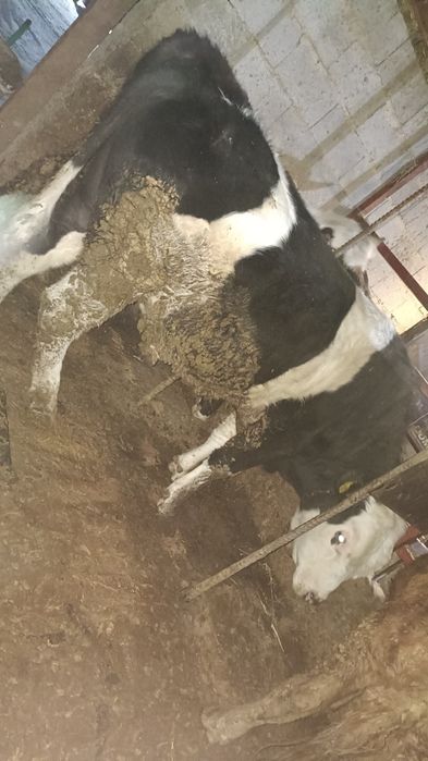 Продам быков 6 голов