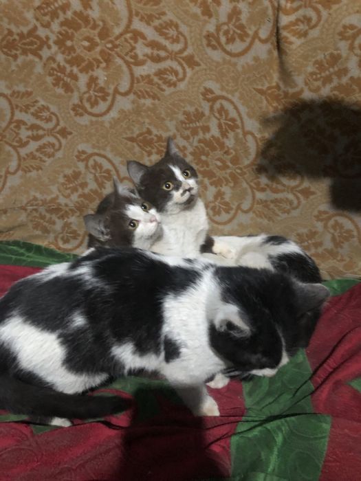 Отдам прекрасных котят центр