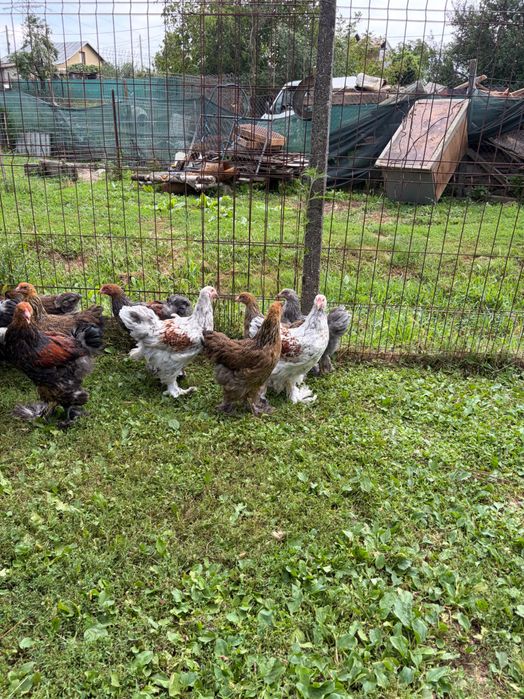 Brahma rotgesattelt și herminat închis