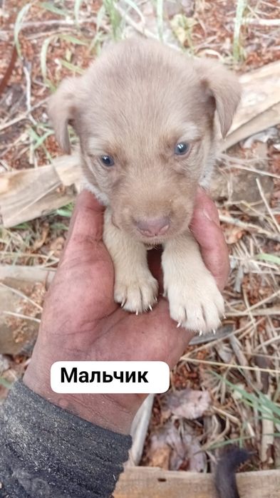 Щенки в добрые руки