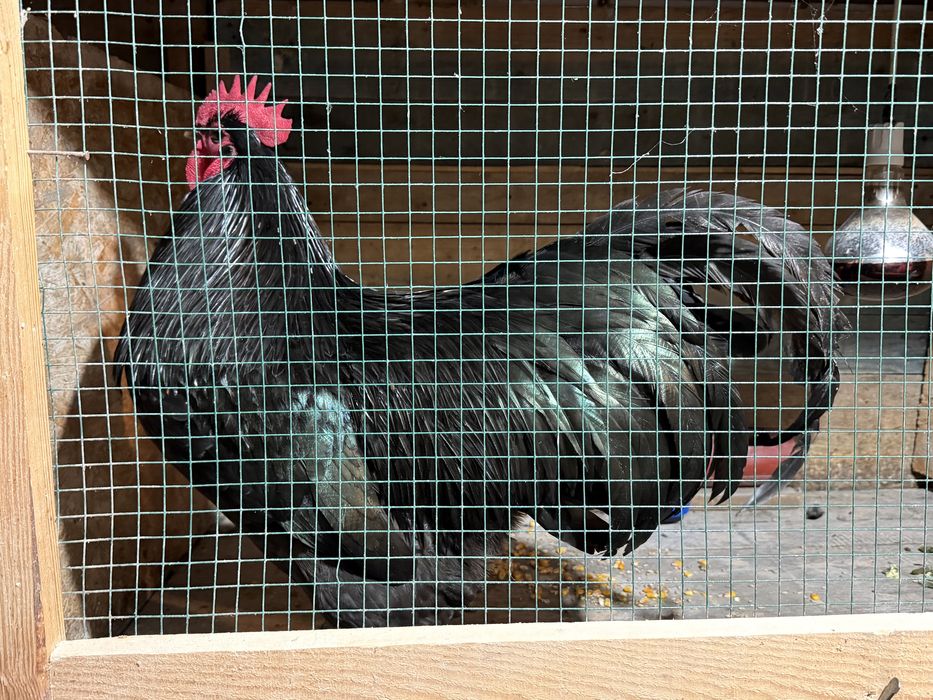 Vand pui gaini cocos australorp