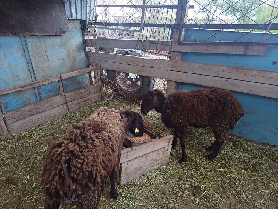 Саулық қойлар сатылады