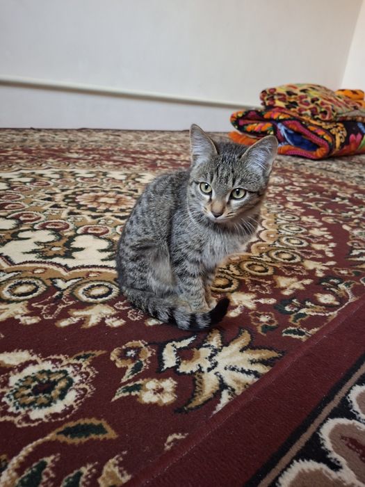 Kichkina va aqlli mushukcha