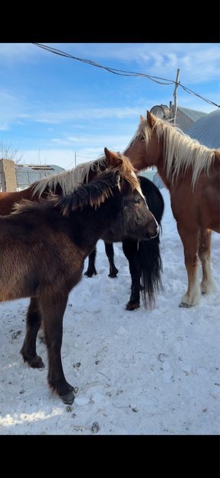 Айғыр сатылады 7 жасар
