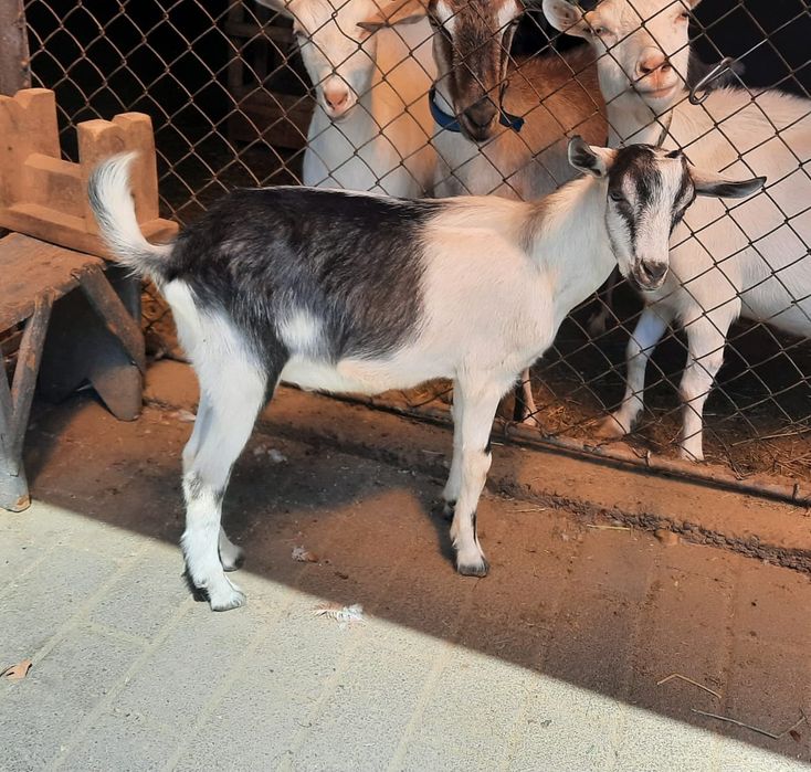 Продам молодых козлов