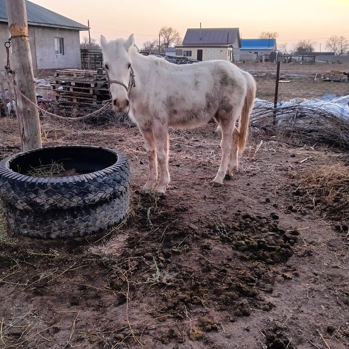 Кунан жылкы тай еркек