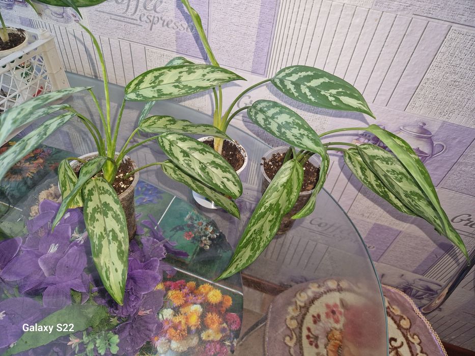 Цветы домашние, Аглаонема.