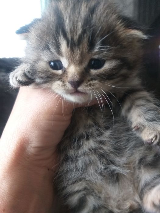 Британские котята