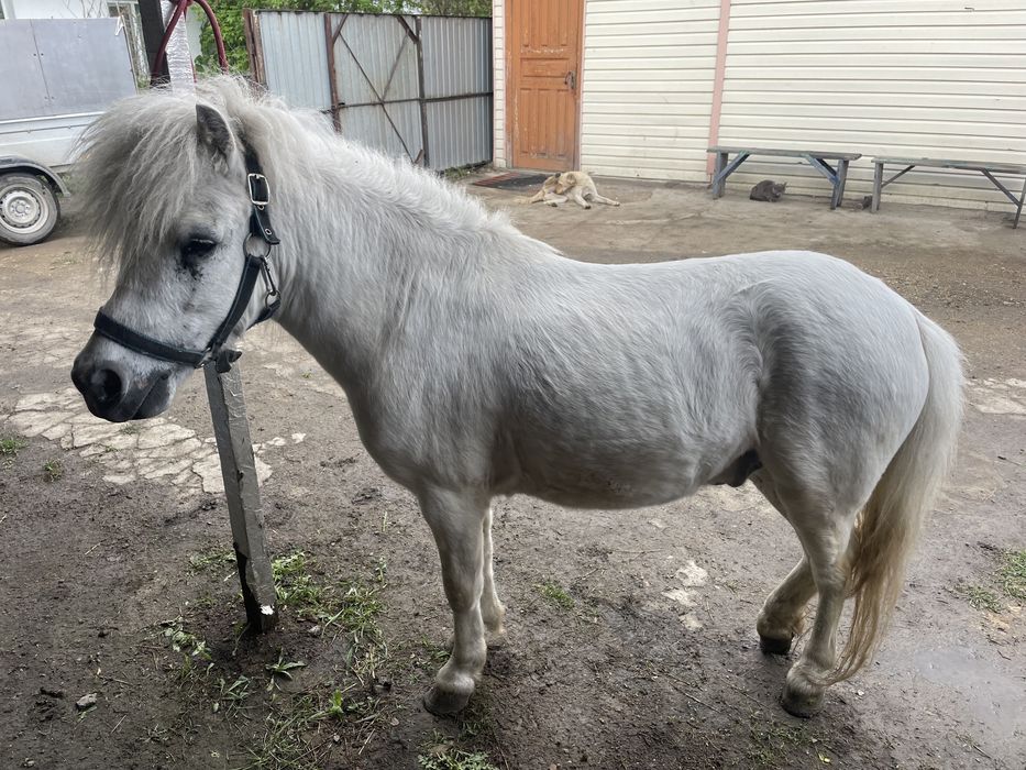 Продам пони мерин