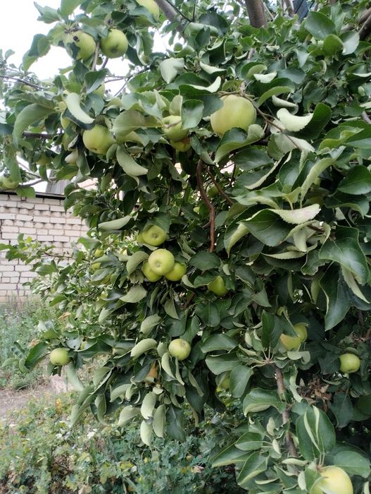 Яблоки с дерева.