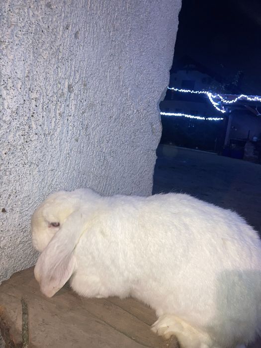 Vand iepurita berbec german