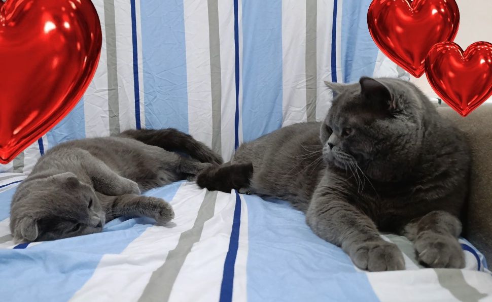 Вязка кота nasl olishga