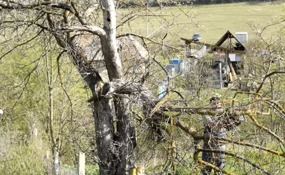 Defrisam taiem pomi copaci cu drujba defrișări terenuri iarba Bălări