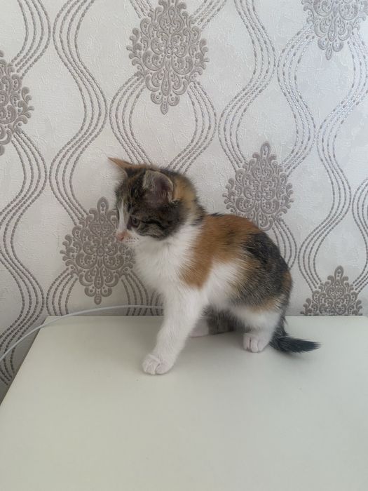 Котенок красивая игривая девочка