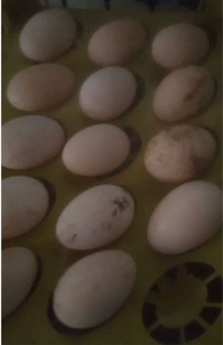 Утиные яйца домашние