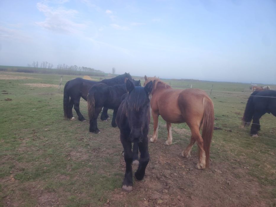 Manze negre din părinți de rasa