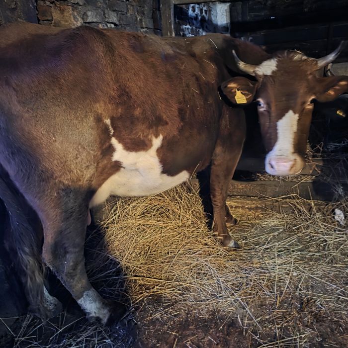 Продам корову Милку