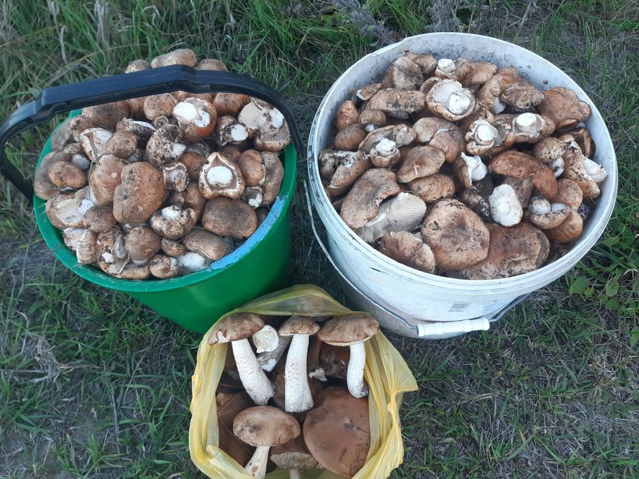Продам грибы валуи 2500