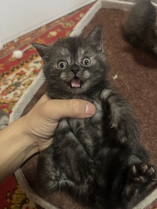 Zotdor mushukchalar sotiladi ikta qulogi tik qolgan