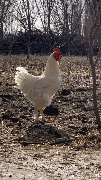 4 ta sogʻlom xoʻroz sotiladi