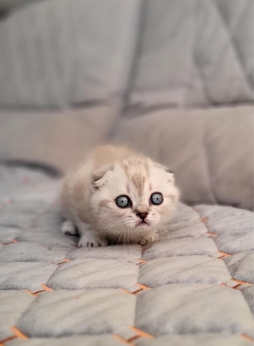 сладкие котятки