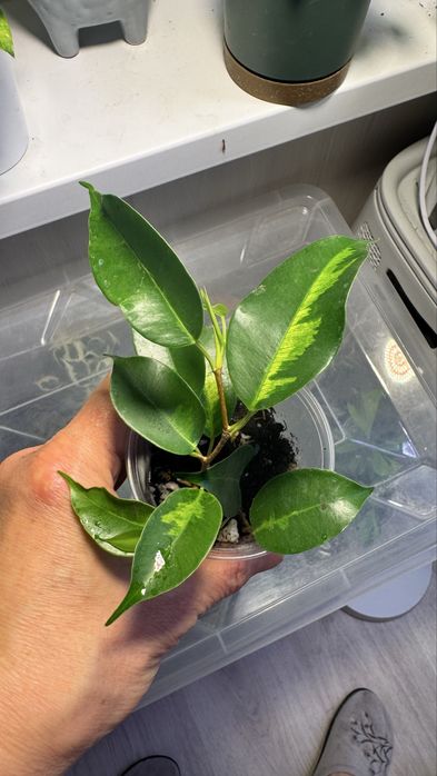 Фикус Коконат  Крем, Мунлайт, БлекДаймонд