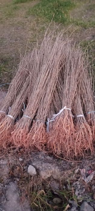 Тут кучатлари сотилади аригинал кучатлар  тутмаса бонус бор