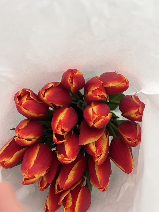 Тюльпаны оптом и в розницу