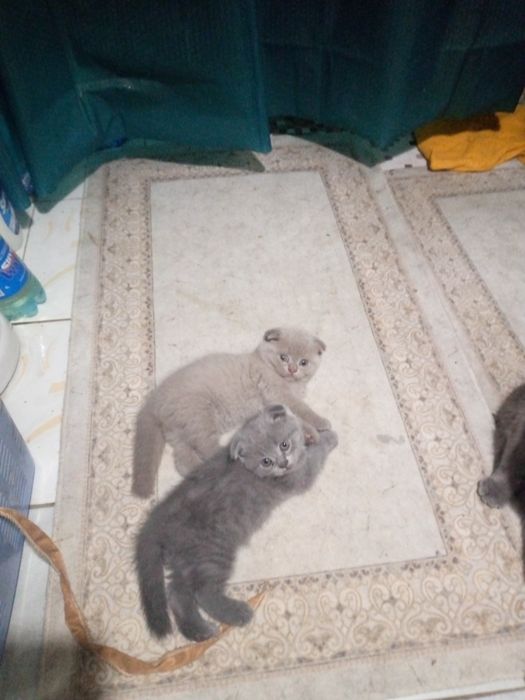 Котята вислоухий шотландский
