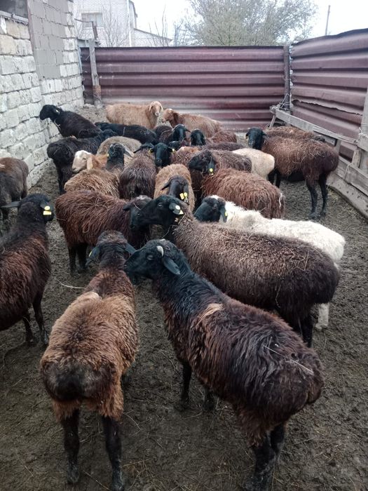 Кой, токты сатамын 30 школа