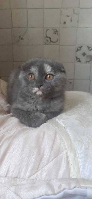 Продается котенок- Скоттиш страйт (вислоухая)  4 мес