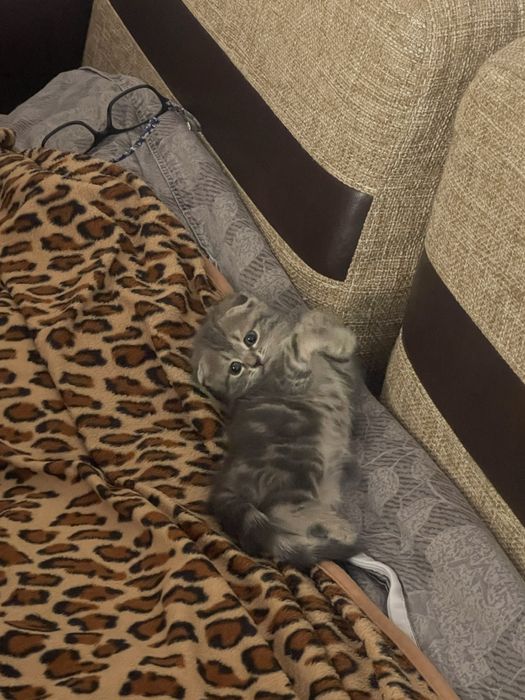 Продается девочка котенок скоттиш фолд