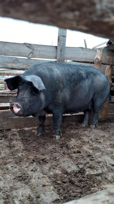 Продаются крупные свиноматки
