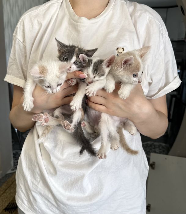 Отдам котят в добрые руки
