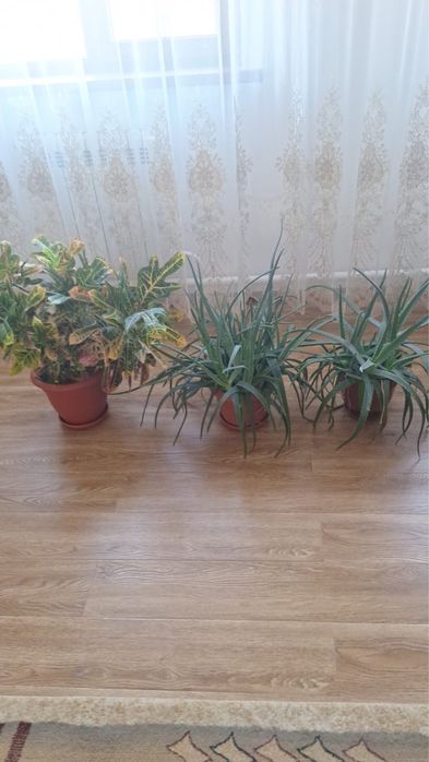 Комнатные растения