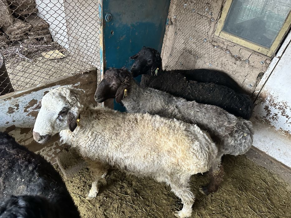 Қошқарлар сатылады. Бордақы