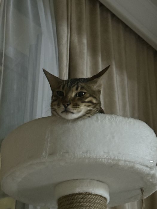 Бенгал с родословной