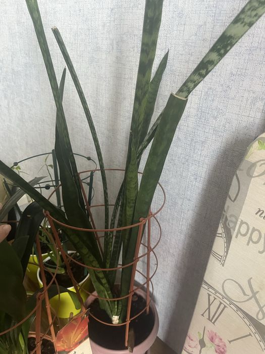 Продам цветок ухоженный