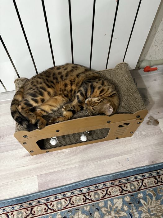 Ищу кошку свою потеряла