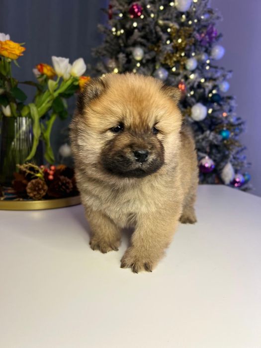 Vand pui de Chow Chow