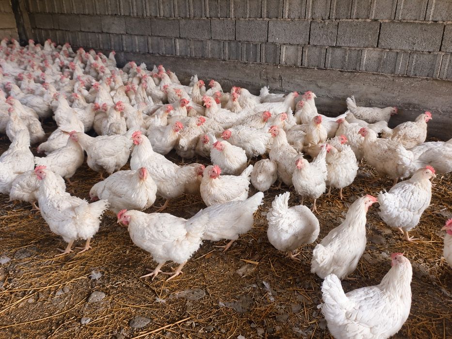 Срочно продам курей несушек