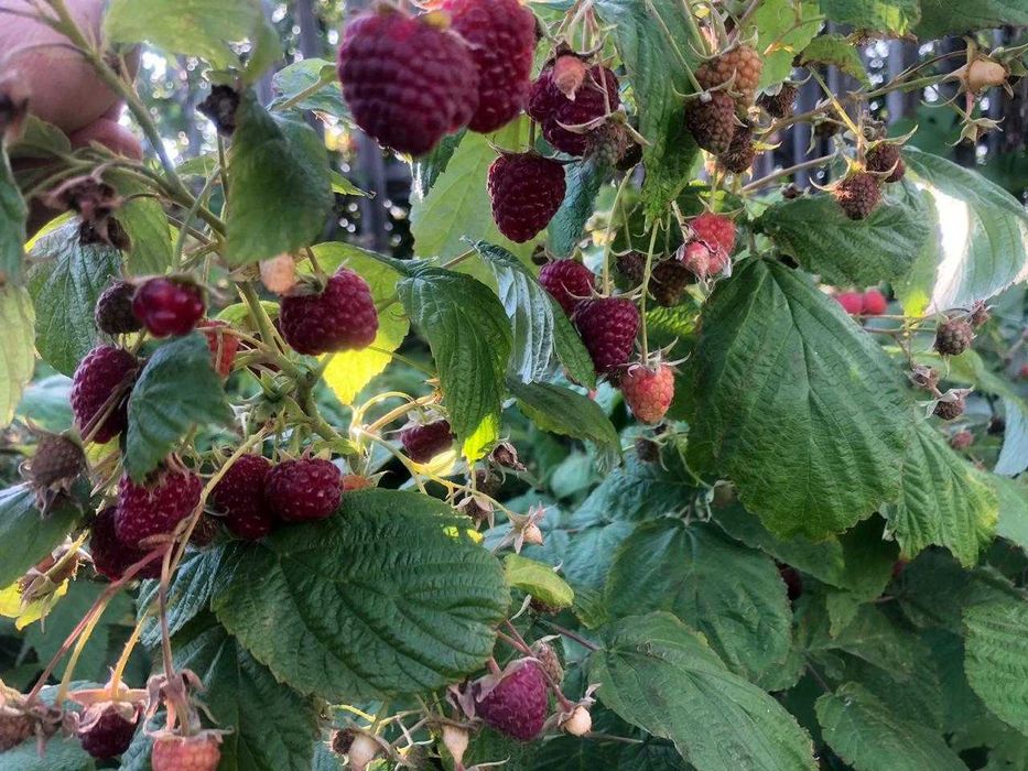 Продам дачу д/о Жемчужина