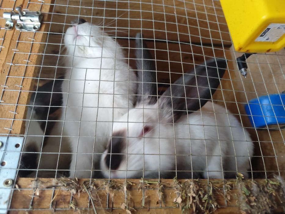 Iepuri Uriaș de Transilvania